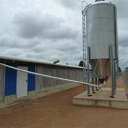 Estructura de acero prefabricada Casa de cultivo de ganado para asar