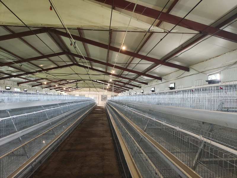 Casa de cultivo de ganado para gallinas de jaula