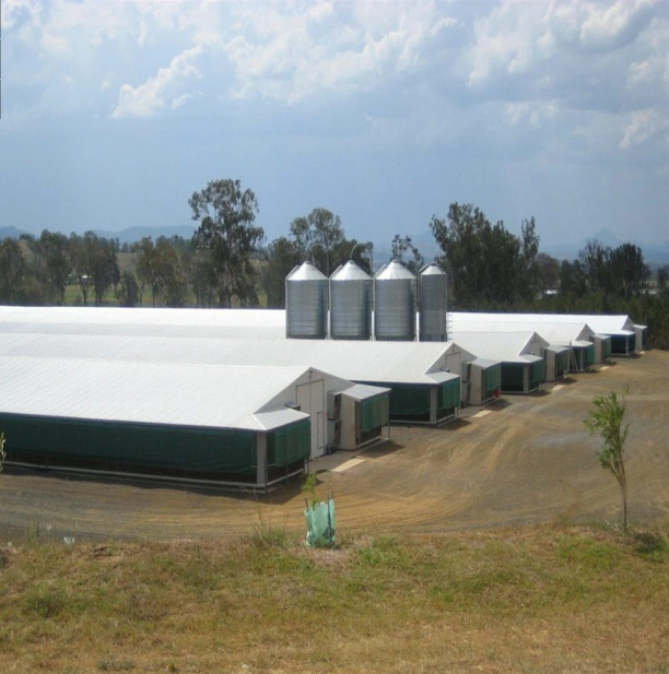 Casa de pollo avícola de la casa de cultivo de ganado de acero