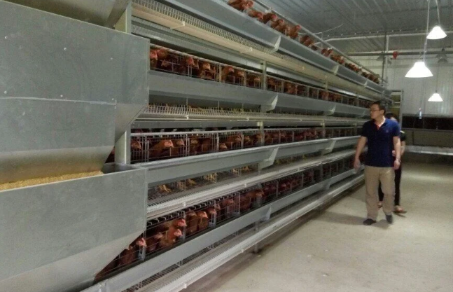 Equipo de huevo de granja de aves de corral tipo H de gallinas de colocación