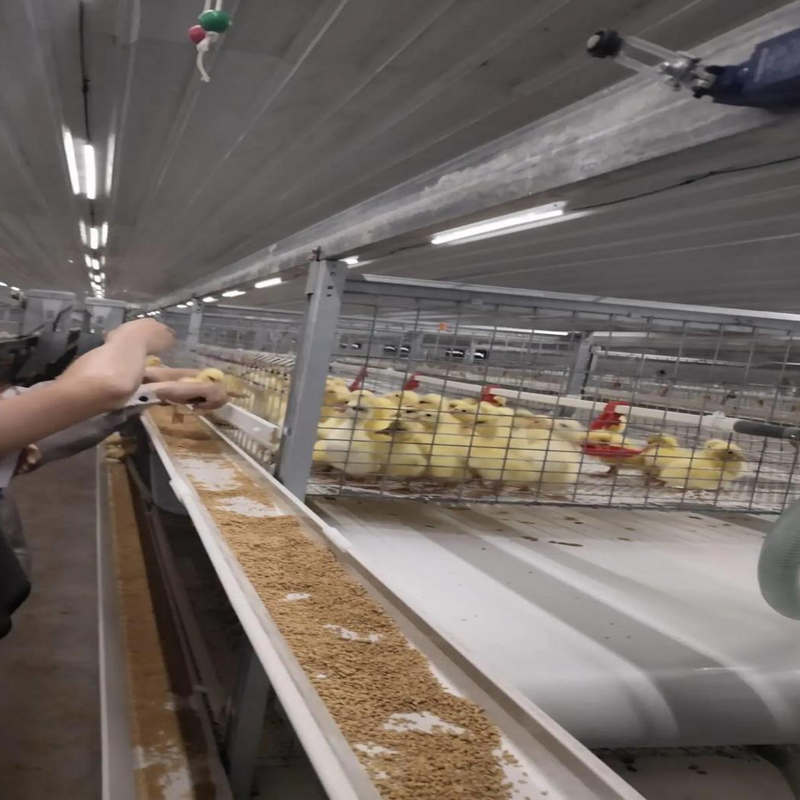 Automation Tipo H Pensar gallinas de reproducción de equipos prefabricados