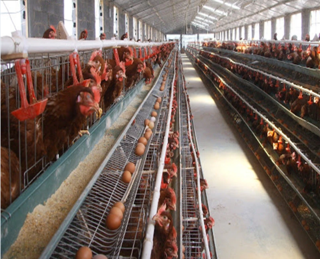 Equipo de gallinas de capa de reproducción de huevo tipo A Equipo de aves